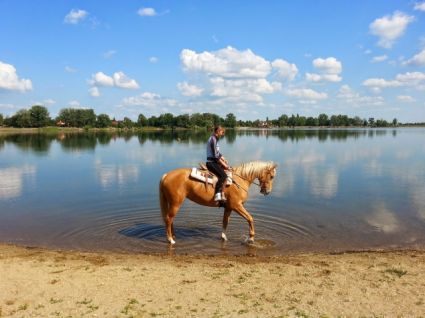 Elad� 17 �ves magyar f�lv�r kanca 