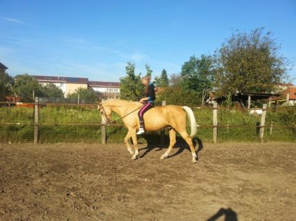 Elad� 17 �ves magyar f�lv�r kanca 