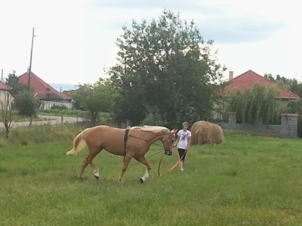 Elad� 17 �ves magyar f�lv�r kanca 