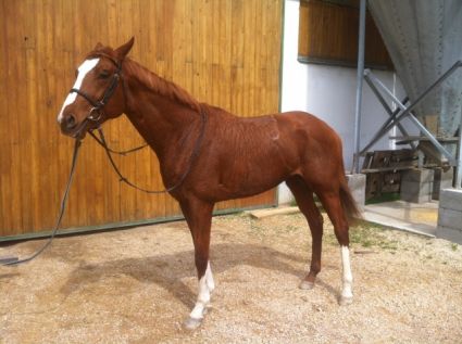 Elad� 14 �ves angol teliv�r m�n 