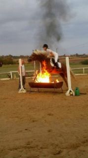 Elad� 27 �ves haflingi m�n 