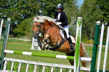 Elad� 27 �ves haflingi m�n 