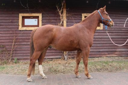 Elad� 12 �ves appaloosa her�lt 