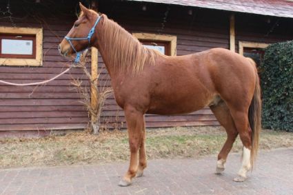 Elad� 12 �ves appaloosa her�lt 