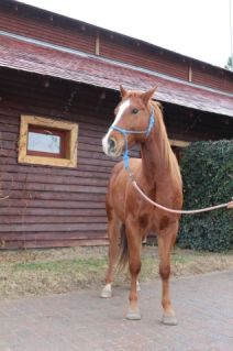Elad� 12 �ves appaloosa her�lt 