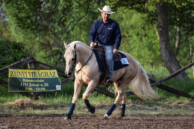 13 ves quarter horse mn 