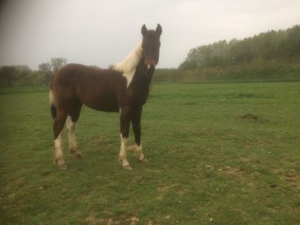 Elad� 9 �ves painthorse m�n 