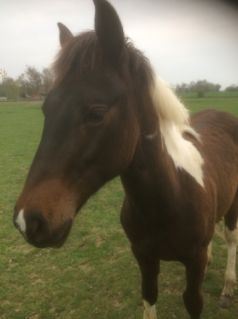 Elad� 9 �ves painthorse m�n 