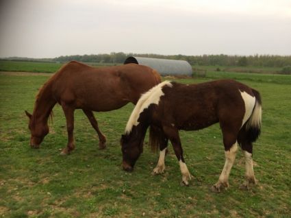 Elad� 9 �ves painthorse m�n 