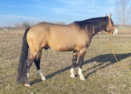 10 �ves quarter horse m�n 