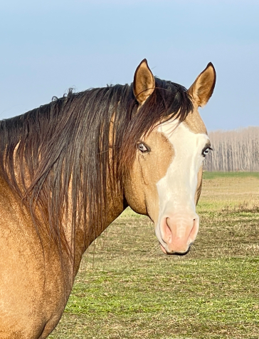 10 �ves quarter horse m�n 