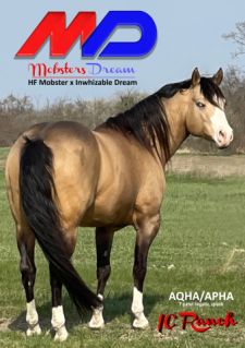 10 �ves quarter horse m�n 