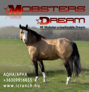 10 �ves quarter horse m�n 