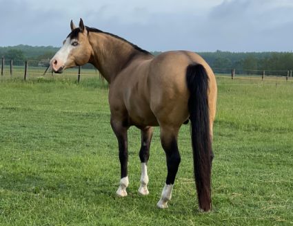 10 �ves quarter horse m�n 
