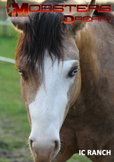 10 �ves quarter horse m�n 