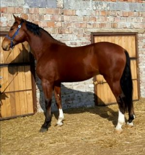 Elad� 11 �ves holland sportl�/KWPN her�lt 