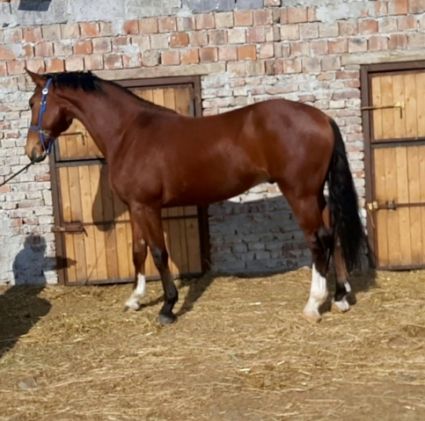 Elad� 11 �ves holland sportl�/KWPN her�lt 