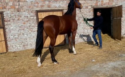 Elad� 11 �ves holland sportl�/KWPN her�lt 