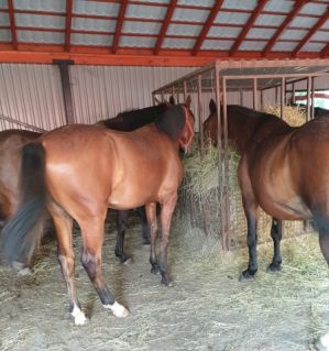Elad� 8 �ves furioso m�n 