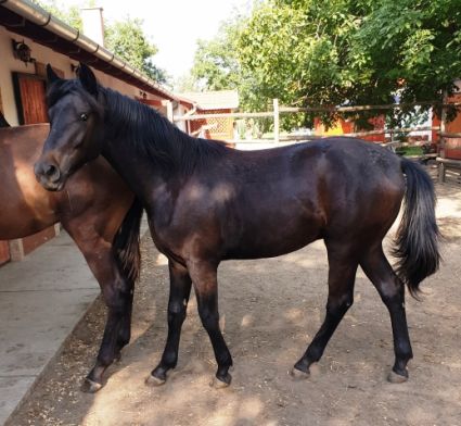 Elad� 8 �ves furioso m�n 