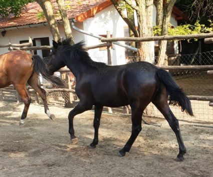 Elad� 8 �ves furioso m�n 