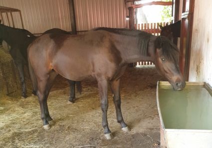 Elad� 8 �ves furioso m�n 