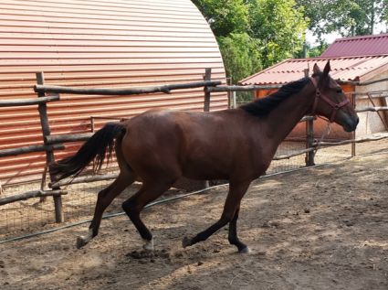 Elad� 8 �ves furioso m�n 