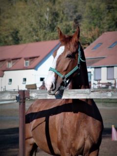 Elad� 16 �ves gelderlandi her�lt 