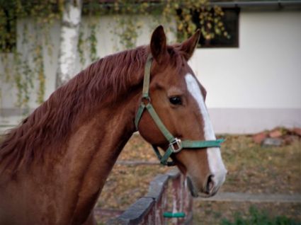 Elad� 16 �ves gelderlandi her�lt 