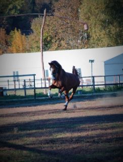 Elad� 16 �ves gelderlandi her�lt 