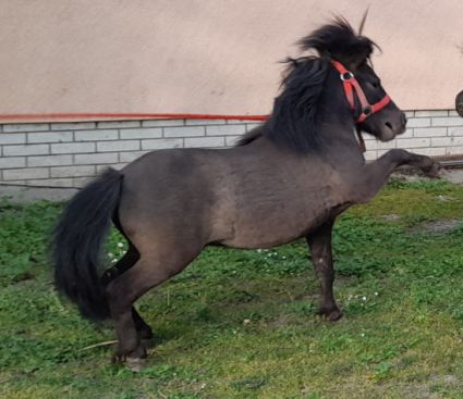 Elad� 7 �ves shetland p�ni m�n 