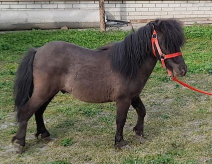 Elad� 7 �ves shetland p�ni m�n 