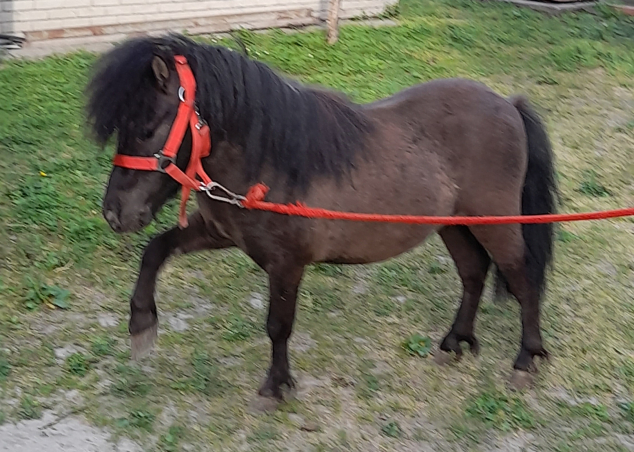 Elad� 7 �ves shetland p�ni m�n 