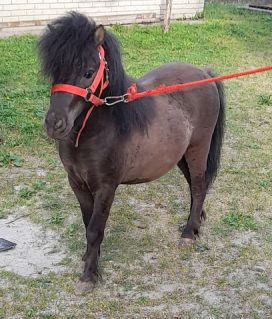 Elad� 7 �ves shetland p�ni m�n 