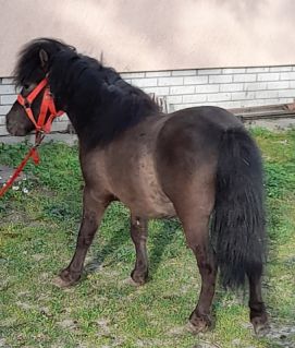 Elad� 7 �ves shetland p�ni m�n 