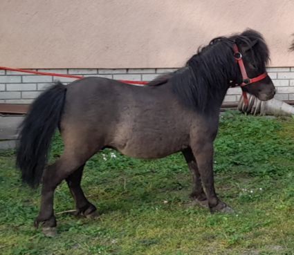 Elad� 7 �ves shetland p�ni m�n 