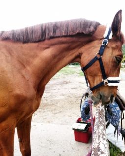 Elad� 21 �ves kisb�ri f�lv�r kanca 