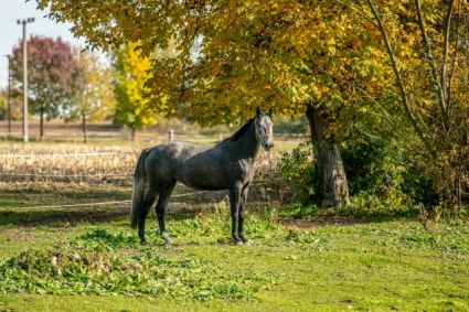 Elad� 9 �ves holsteini kanca 