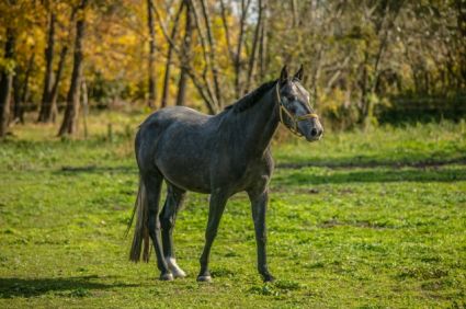 Elad� 9 �ves holsteini kanca 