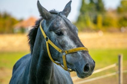 Elad� 9 �ves holsteini kanca 