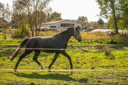 Elad� 9 �ves holsteini kanca 