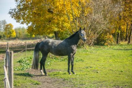 Elad� 9 �ves holsteini kanca 