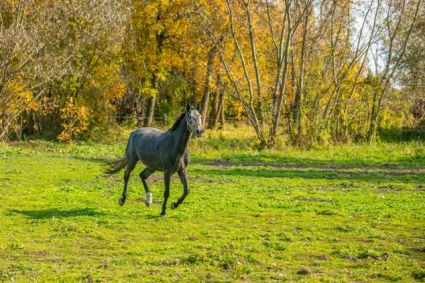 Elad� 9 �ves holsteini kanca 