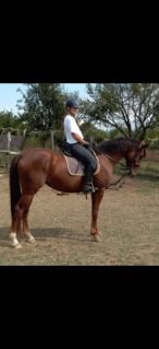 Elad� 10 �ves oldenburgi kanca 