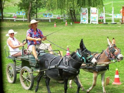 Elad� 6 �ves szam�r m�n 