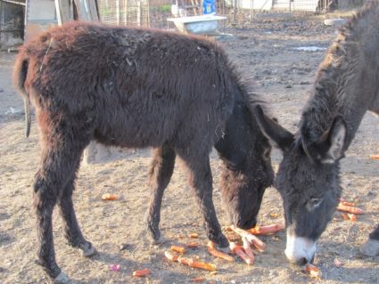 Elad� 6 �ves szam�r m�n 