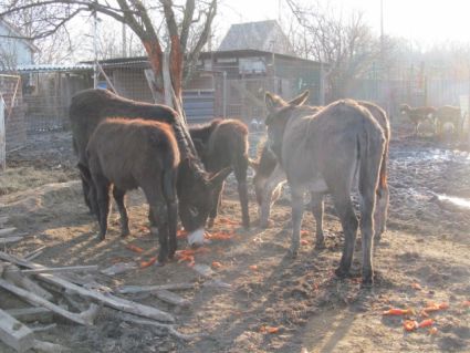 Elad� 6 �ves szam�r m�n 