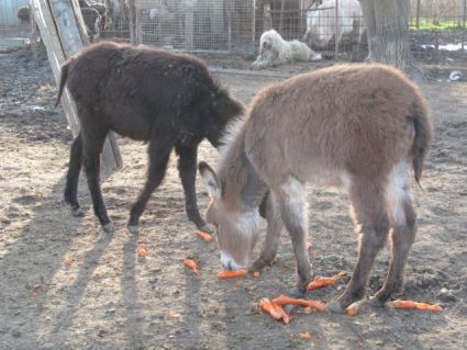 Elad� 6 �ves szam�r m�n 