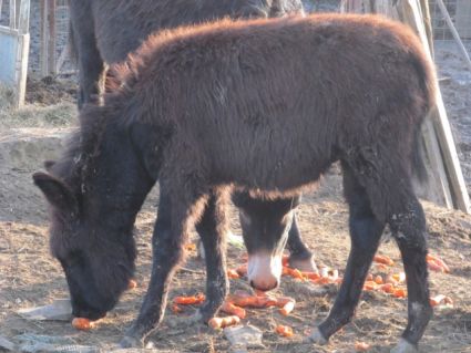 Elad� 6 �ves szam�r m�n 