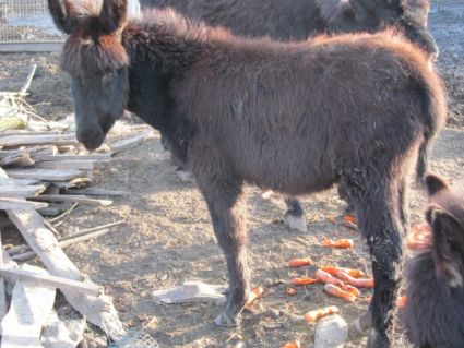 Elad� 6 �ves szam�r m�n 